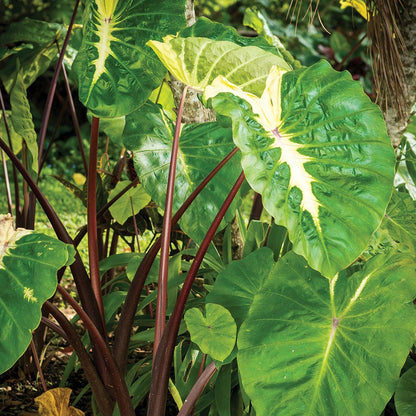 hawaiian punch elephant ear plant Colocasia Royal Hawaiian® 'White Lava' Elephant Ear Bulb – Park Seed