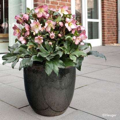 Helleborus HGC® Ice N' Roses® Rose Hellebore