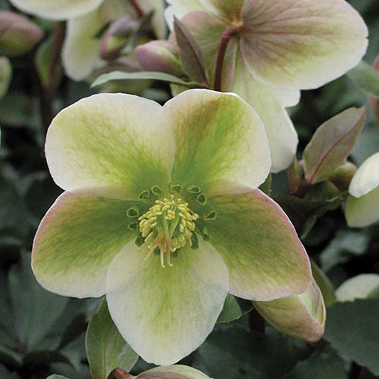 Helleborus Ivory Prince Hellebore