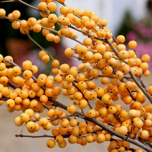 Ilex Berry Heavy® Gold Winterberry Holly