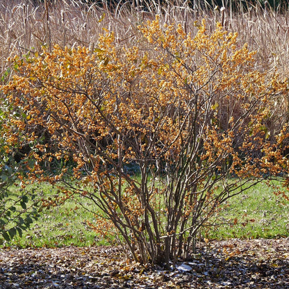 Ilex Berry Heavy® Gold Winterberry Holly