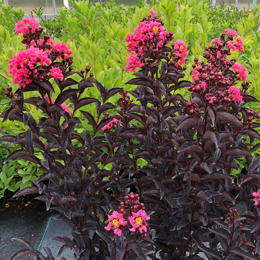 Lagerstroemia Center Stage® Coral Crapemyrtle