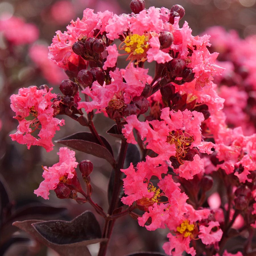 Lagerstroemia Center Stage® Coral Crapemyrtle