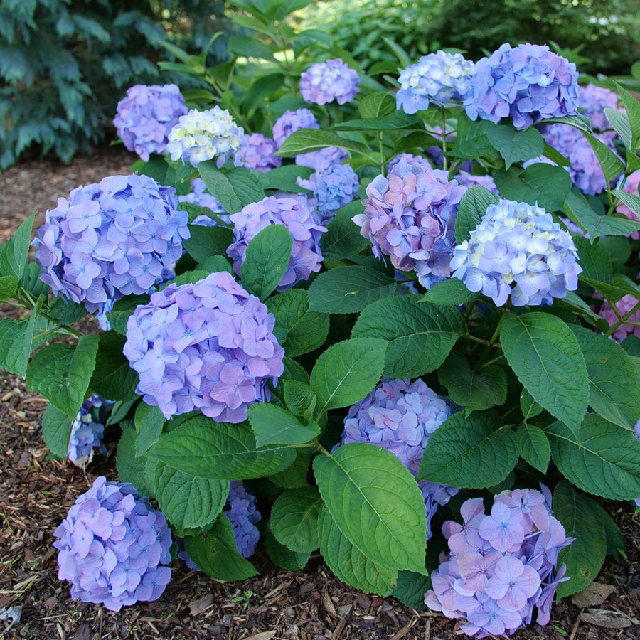 Hydrangea Let's Dance Sky View® Bigleaf Hydrangea
