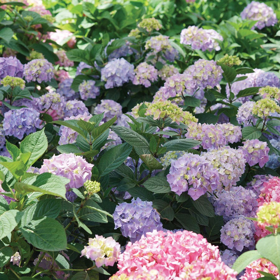 Hydrangea Let's Dance Sky View® Bigleaf Hydrangea