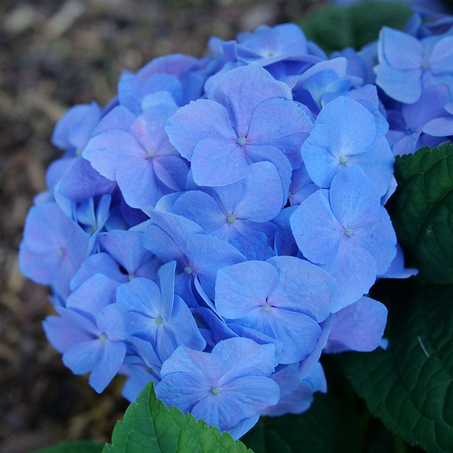 Hydrangea Let's Dance Sky View® Bigleaf Hydrangea