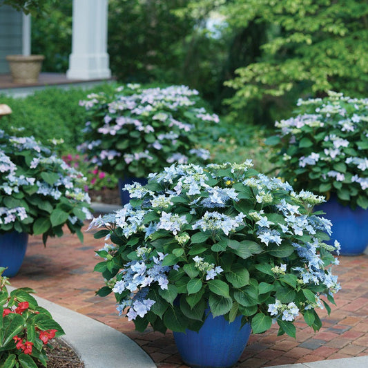 Hydrangea Tuff Stuff Ah-Ha® Mountain Hydrangea