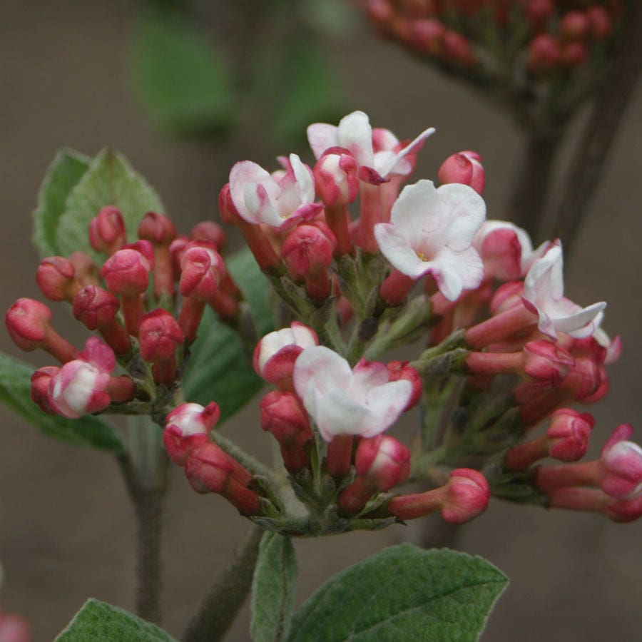 Viburnum Spice Girl® Snowball Bush