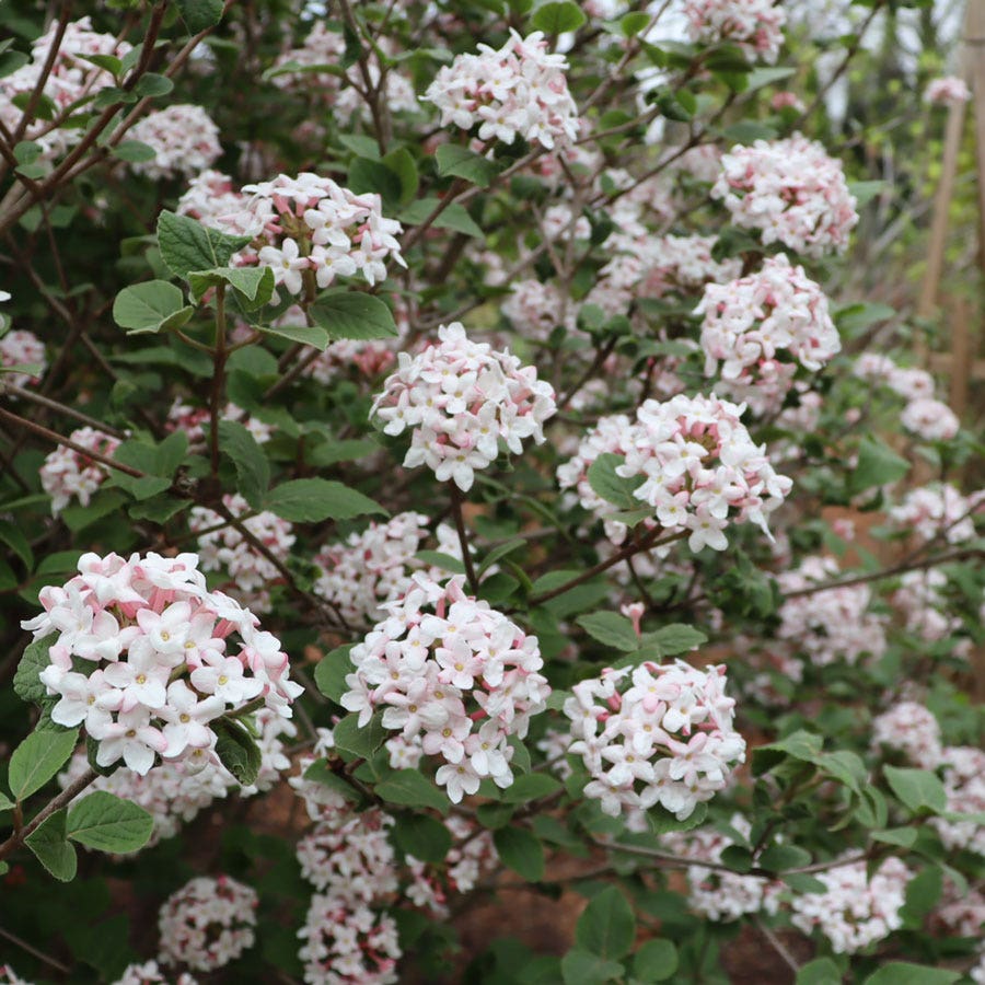 Viburnum Spice Girl® Snowball Bush