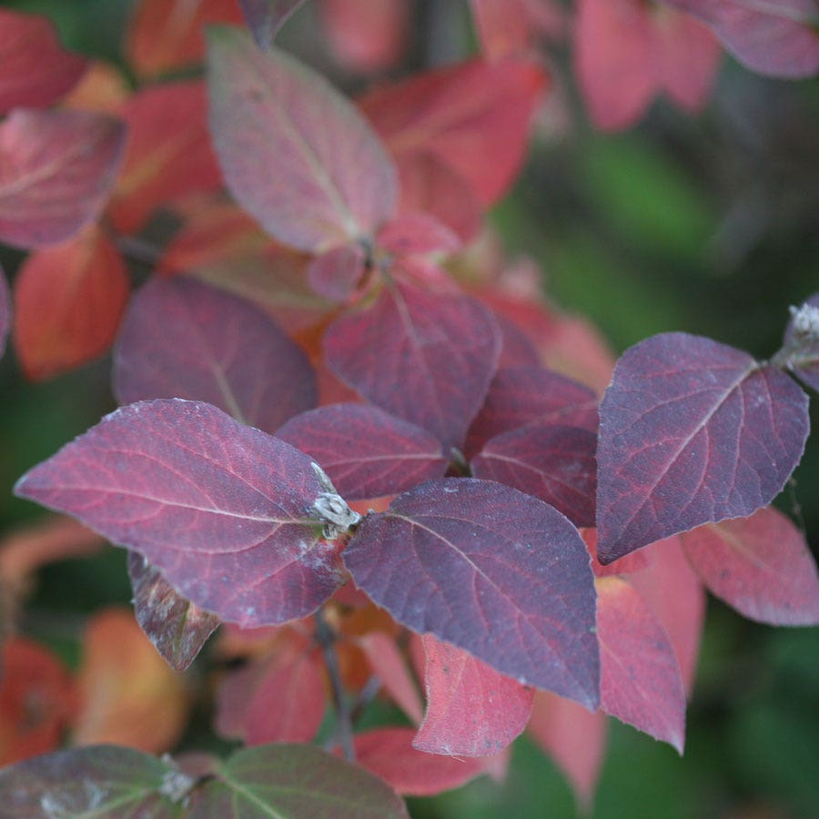 Viburnum Spice Girl® Snowball Bush