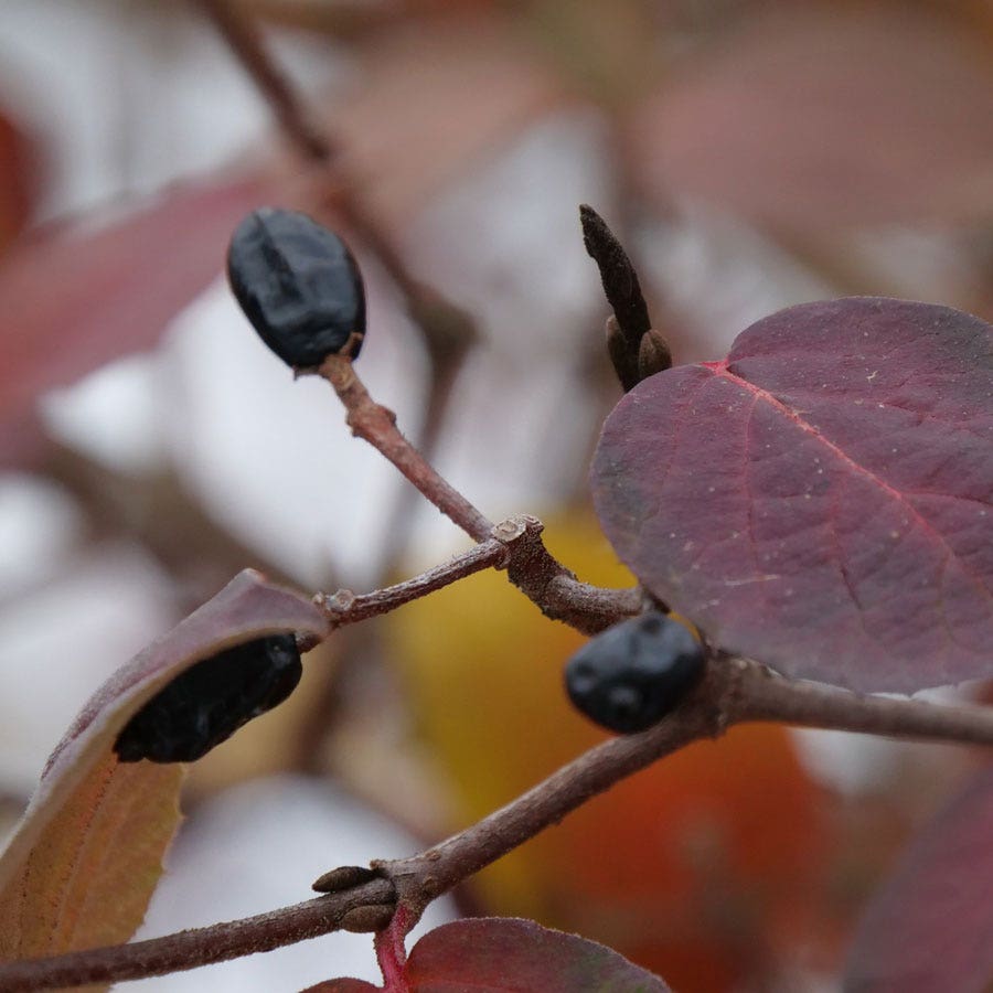 Viburnum Spice Girl® Snowball Bush