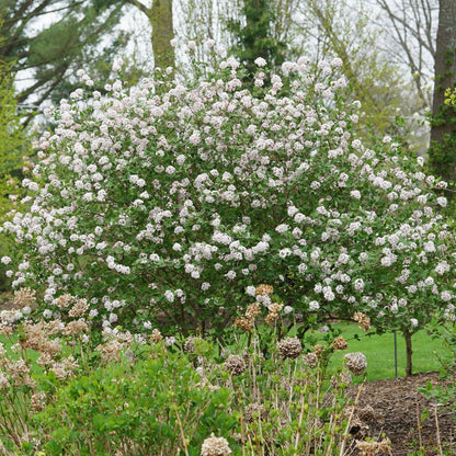 Viburnum Spice Girl® Snowball Bush