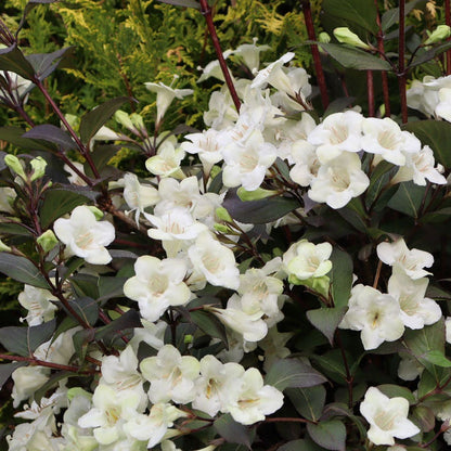 Weigela Wine & Spirits®