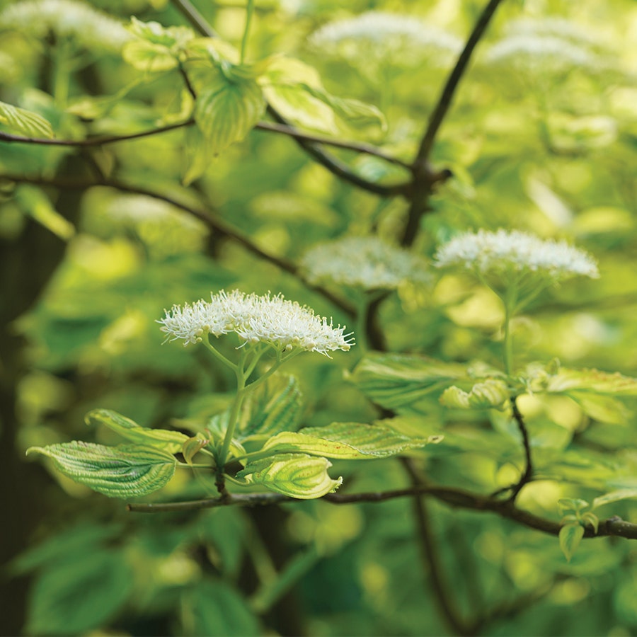 Cornus Golden Shadows® Pagoda Dogwood