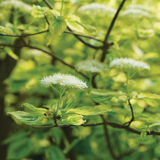 Cornus Golden Shadows® Pagoda Dogwood