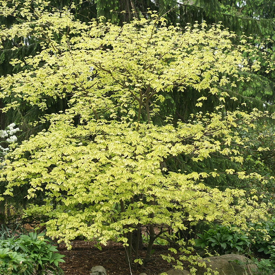 Cornus Golden Shadows® Pagoda Dogwood