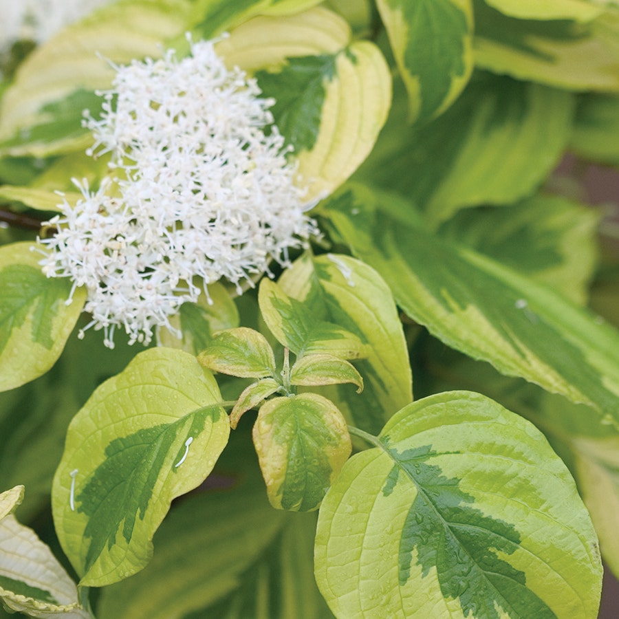 Cornus Golden Shadows® Pagoda Dogwood