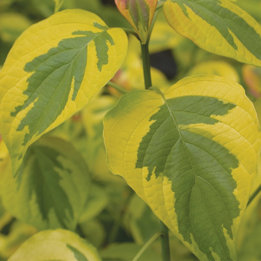 Cornus Golden Shadows® Pagoda Dogwood