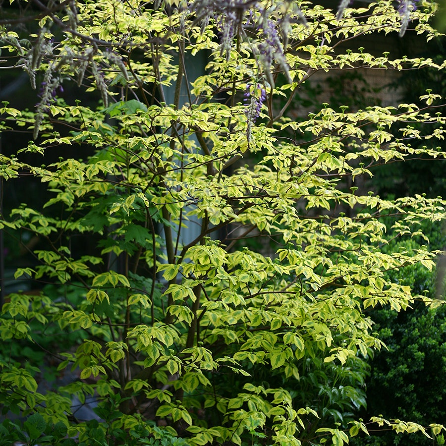 Cornus Golden Shadows® Pagoda Dogwood