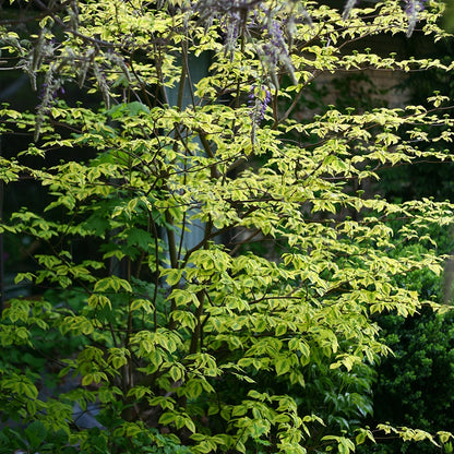 Cornus Golden Shadows® Pagoda Dogwood