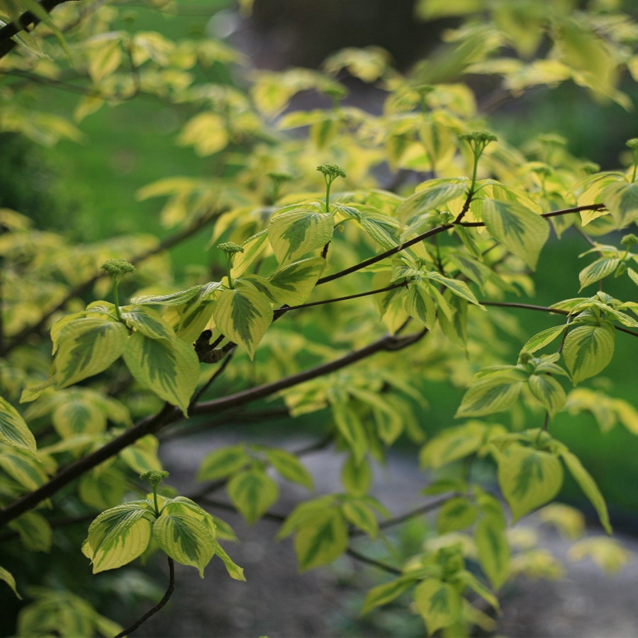Cornus Golden Shadows® Pagoda Dogwood
