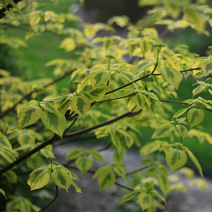 Cornus Golden Shadows® Pagoda Dogwood