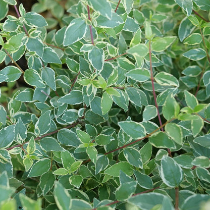 Abelia Mucho Gusto™