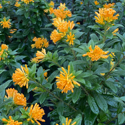 Cestrum Juiced™ Orange Jessamine