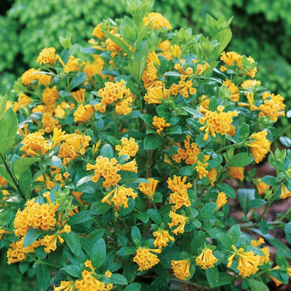 Cestrum Juiced™ Orange Jessamine