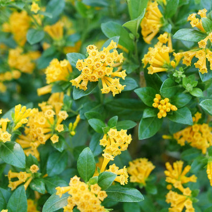 Cestrum Juiced™ Orange Jessamine