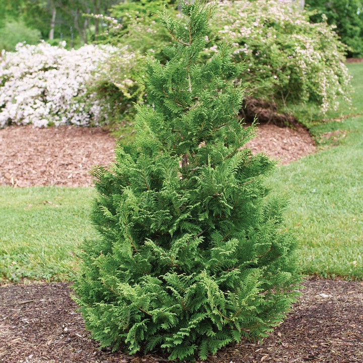 Proven Winners® Trees for Sale – Park Seed