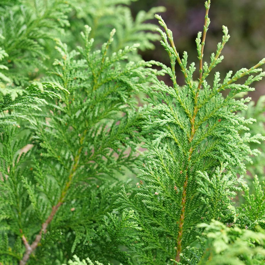Chamaecyparis Cedar Rapids™ False Cypress