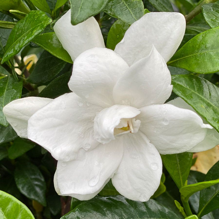 Gardenia Pillow Talk®