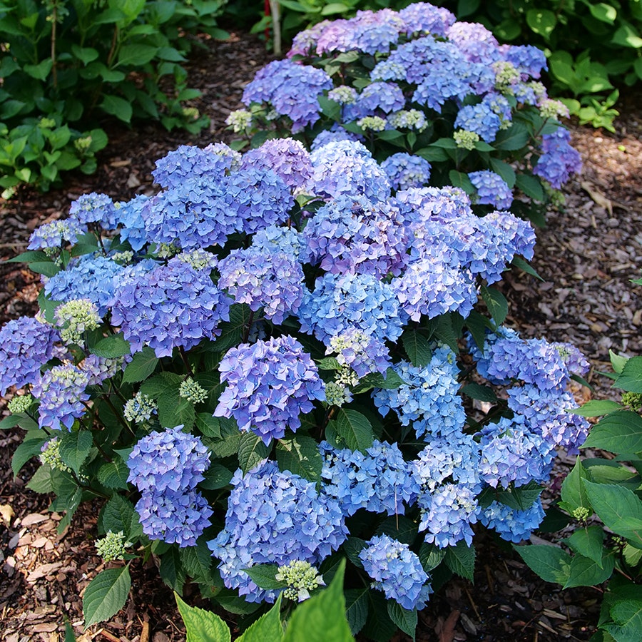 Hydrangea Let's Dance Lovable™ Bigleaf Hydrangea – Park Seed