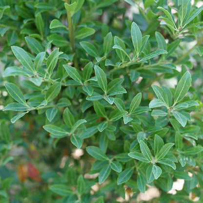 Ilex Squeeze Box™ Inkberry Holly