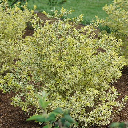 Ligustrum Good Vibrations® Privet