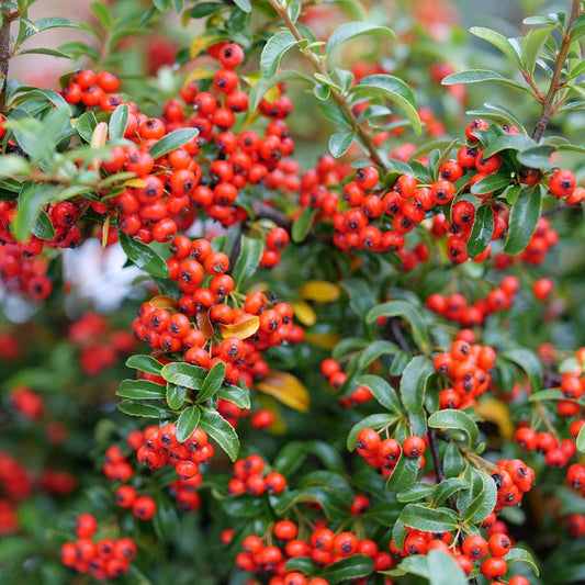 Pyracomeles Berry Box™
