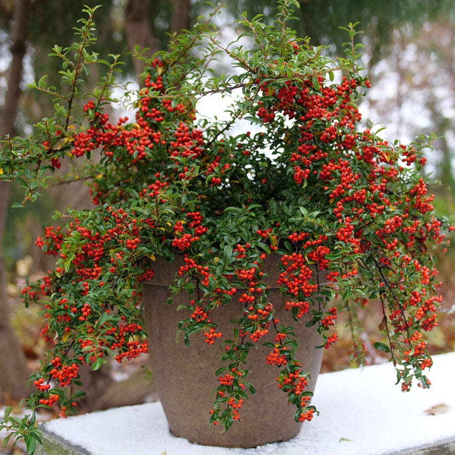 Pyracomeles Berry Box™