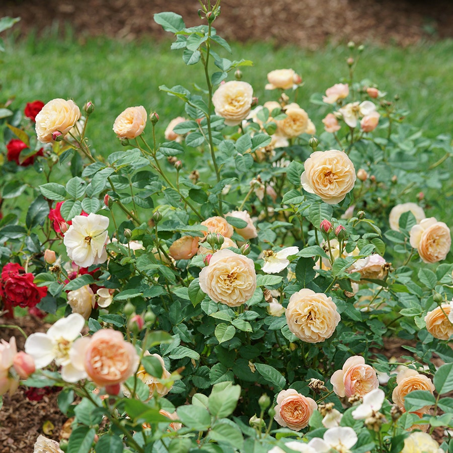 Rosa Flavorette™ Honey-Apricot Rose – Park Seed