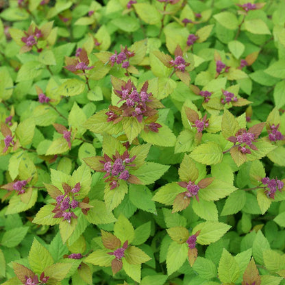 Spiraea Double Play® Dolly™ Spirea