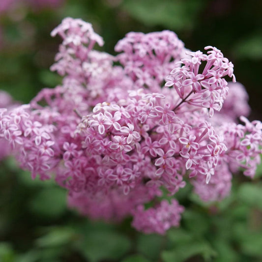 Syringa Bloomerang® Purpink™ Lilac
