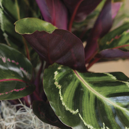 Calathea Medallion Plant
