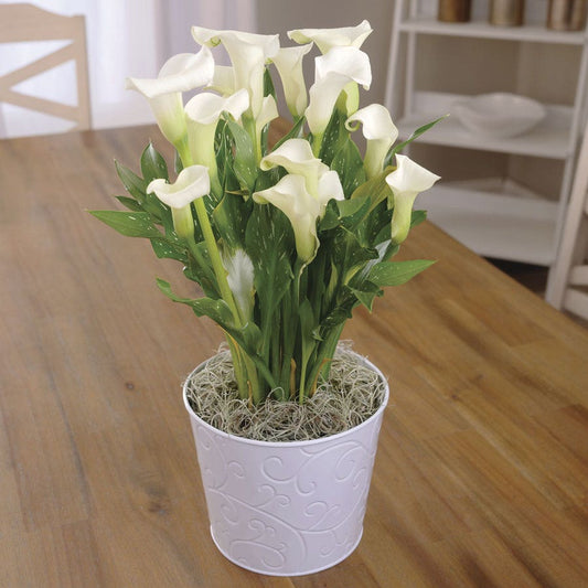 White Calla Lily Plant
