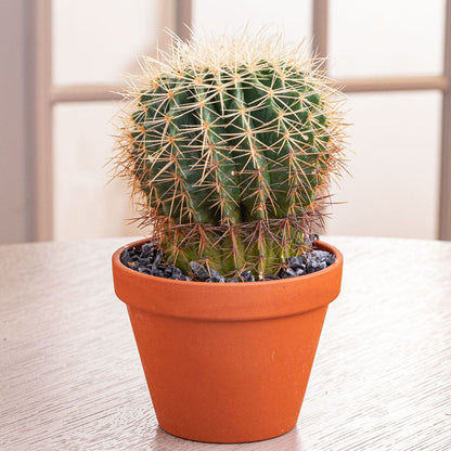 Barrel Cactus Plant