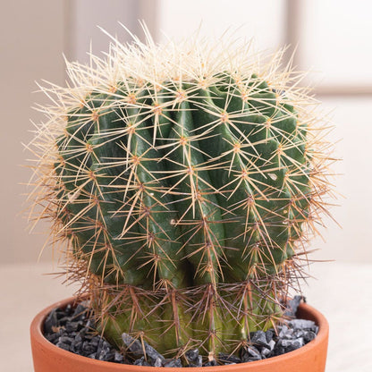 Barrel Cactus Plant