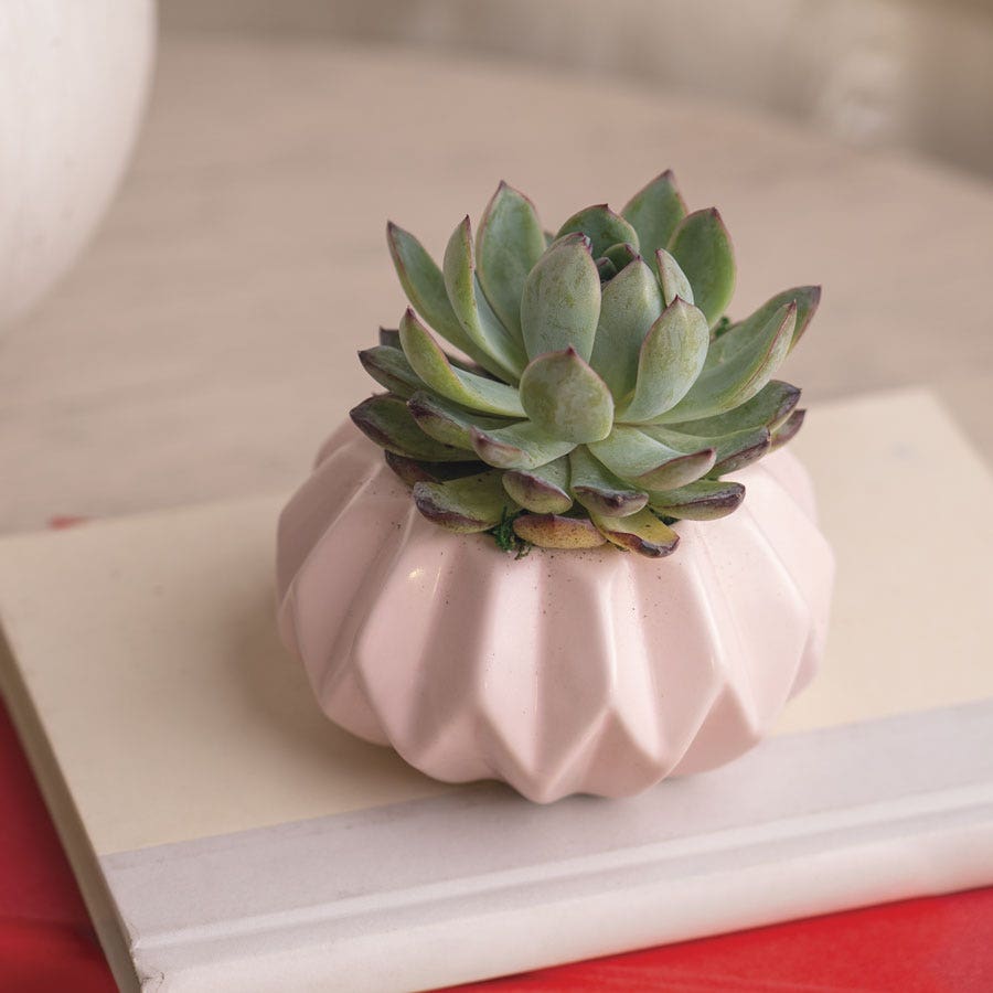 Happy Hues Succulent Plant