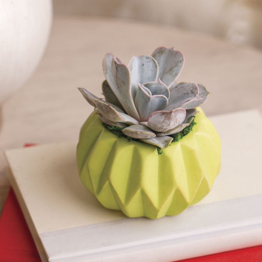 Happy Hues Succulent Plant