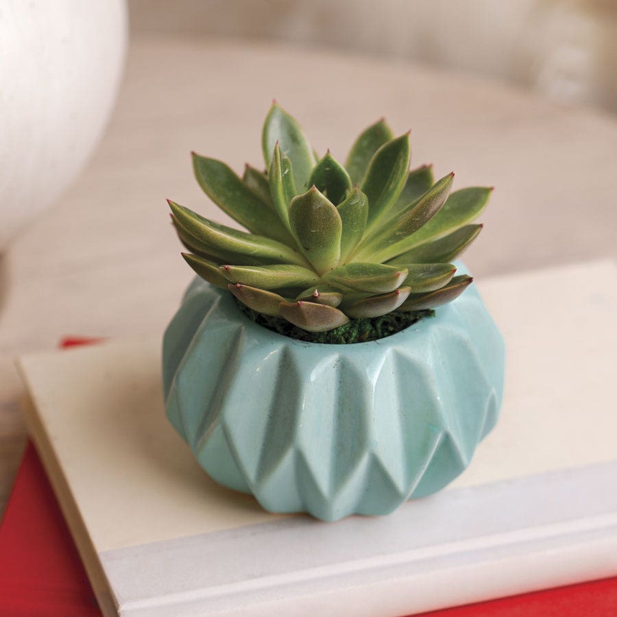Happy Hues Succulent Plant