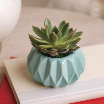 Happy Hues Succulent Plant