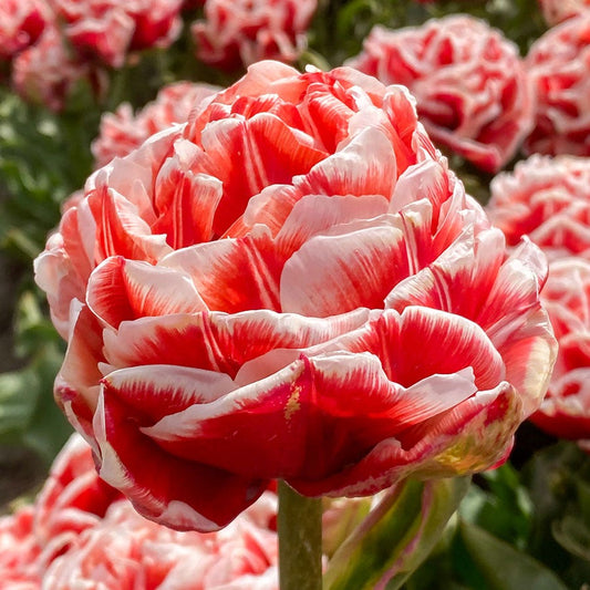 Tulipa Championship® Bulbs